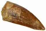 Serrated, Carcharodontosaurus Tooth - Real Dinosaur Tooth #329893-1